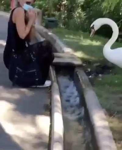 The swan: Put your fucking mask ON
