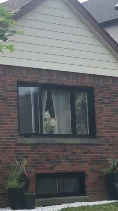 Was making a delivery and noticed these two handsome curious fellows peaking out the window!