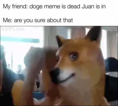 Doge never dies