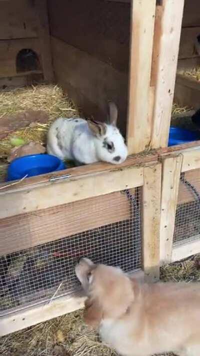 Sammie saying good morning to the bunnies