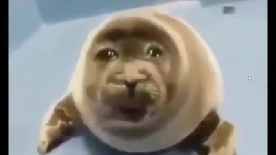 😭seal nooooooooo
