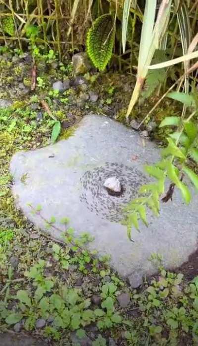 The ants are up to something