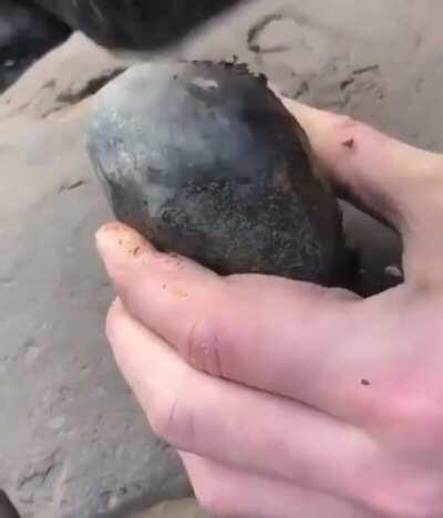 Fossil found in a rock