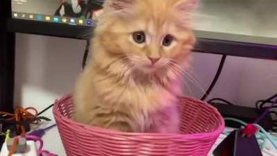 Roboco's Basket Cat so damn cute!