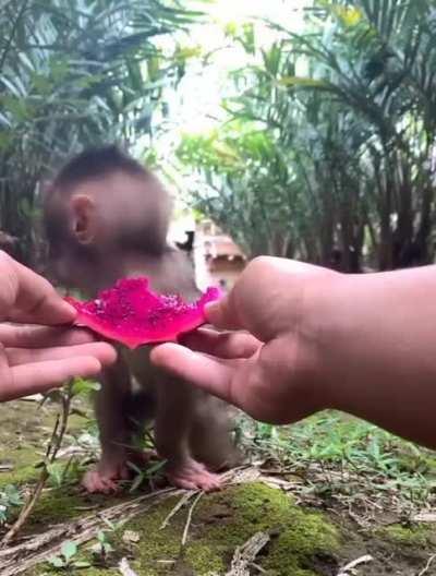 a cute monke eating a dragon fruit :3