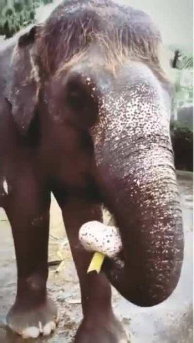 About to wash a Elephant