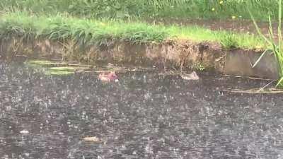 Is this what they mean by the phrase “nice weather for ducks”?