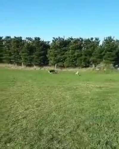 When your lack of sheepdog experience is cruelly exposed on your first day at work.