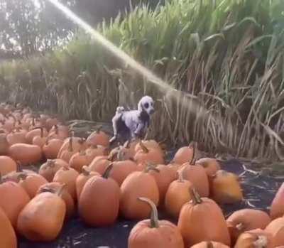 Костюм пёселя на Хэллоуин