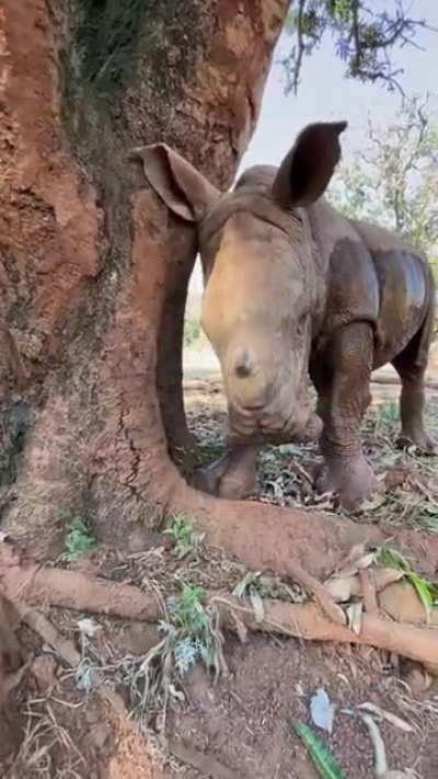 Little Daisy at Care for Wild Rhino Sanctuary