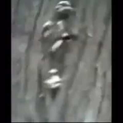 FORMAN SHENANIGENS| Terrified Ursan (Context in comments)