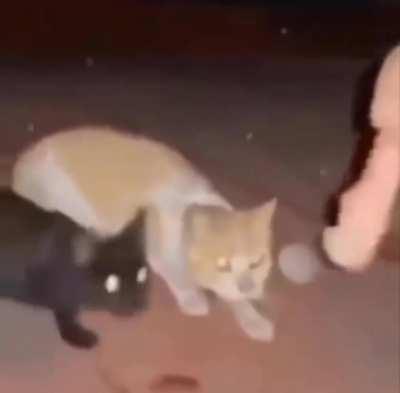 Braincells don't operate on empty stomachs.