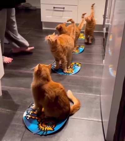 Coordinated Brain Cell