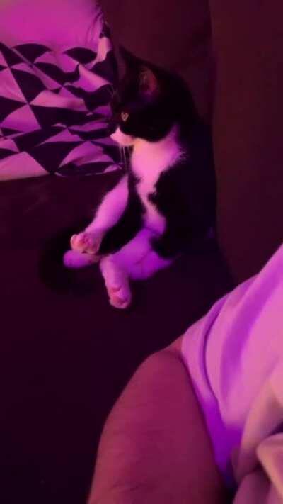 My kitten Tenchu watching a McDonalds ad on tv