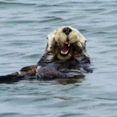 The Sea Otters rub their faces to groom their fur; driving out moisture, adding air bubbles and spreading the natural squalene oils secreted by their skin to keep it waterproof. Since it is essential to keeping warm & buoyant, a large part of the sea 