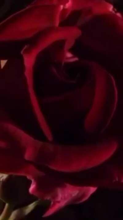 🌹Hey Lolita Hey🌹