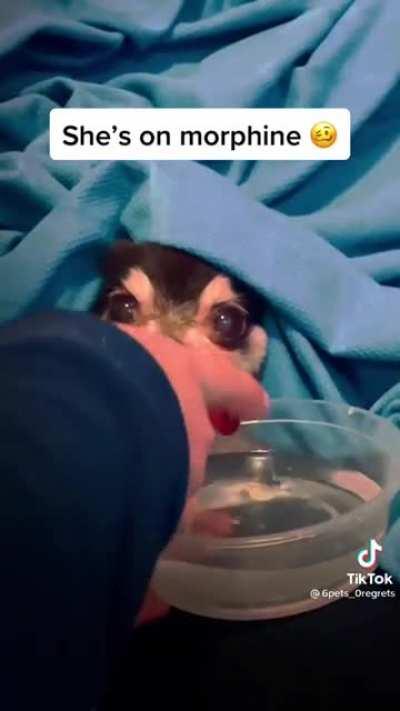 She's on morphine Wholesome/Humor