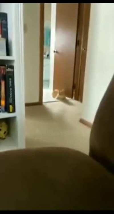 Footage recovered from victim's phone. If you see this cat do not approach. Call the cops immediately!