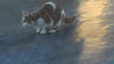 Ice Checker kitty's job is to see if the ice is too thick or not!