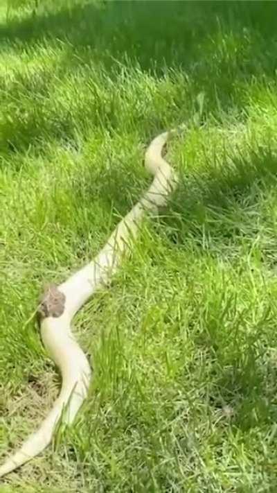 Transportation Fettuccine