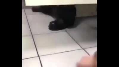 Webadas - Video #3740