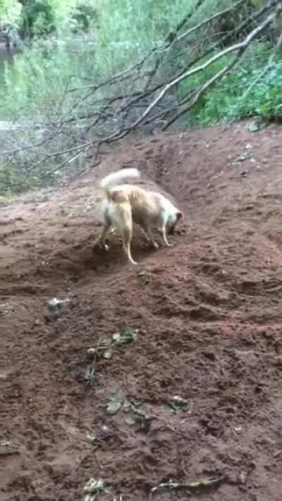 Dekh kya raha hai bhomsdikey? Aatmanirbhar Doggo hoon mein :D