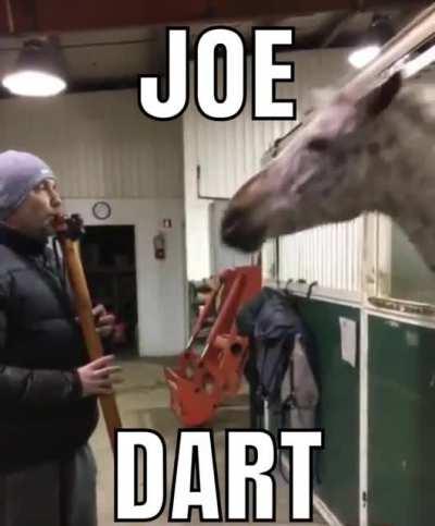 Joe Dart horse