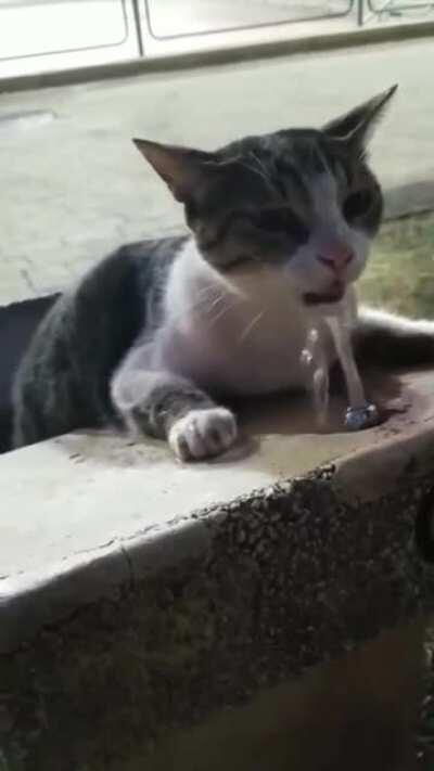 Human bro helping out thirsty kitten