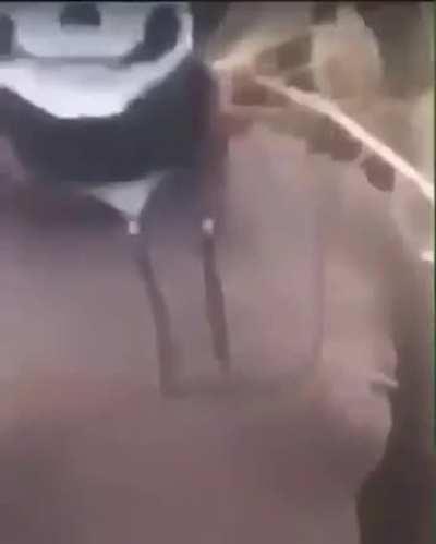 cArTeL fUcKiNg eXeCuTeS pOoR wOmAn