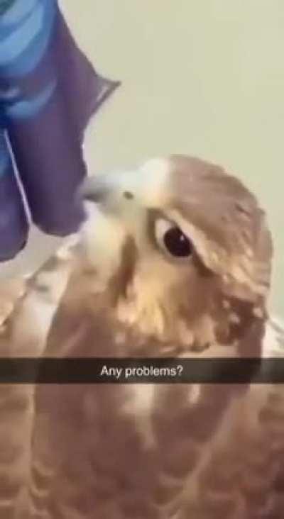 Eagle: Problem?