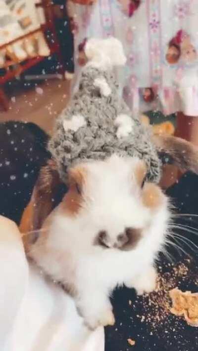 Baby bobs eating his Christmas hay blend cookie. I made him this hat and he didn’t hate it.