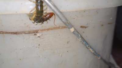 how fucked am I if it bites me