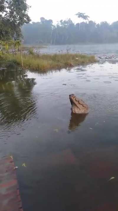 🔥 Big Siamese Crocodile asserts dominance with territorial low frequency bellows - Bau Sau lake, Vietnam