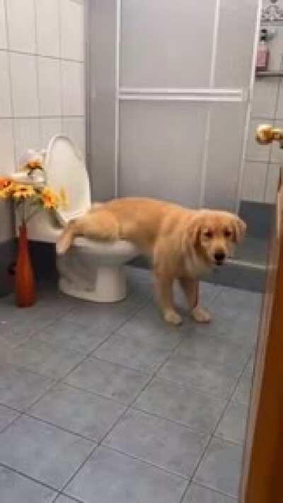 o sonho de quem tem cachorro em apartamento (bônus traque no final)