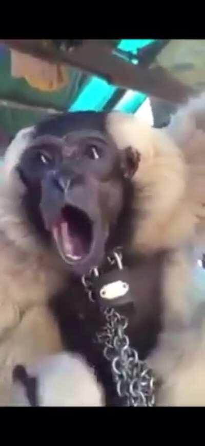 Upvote para que olson se compre un mono en mil anuncios