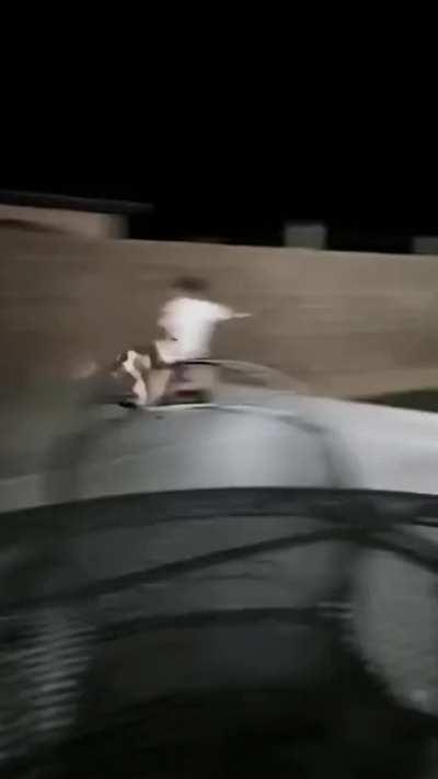 Go get the ball ! No, you get the ball