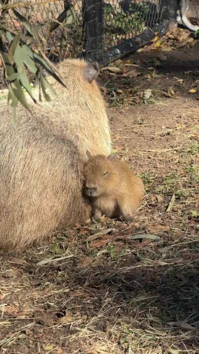 Baby capybara wiggling her wee ears