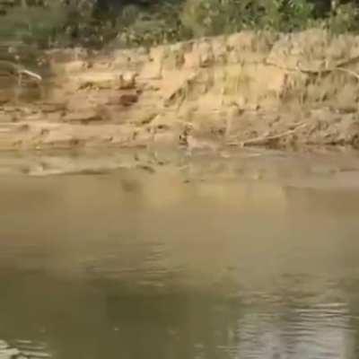 Least Nationalist Imported Kutta in India