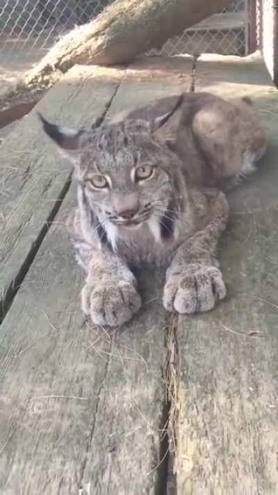 Lynx cat meowing