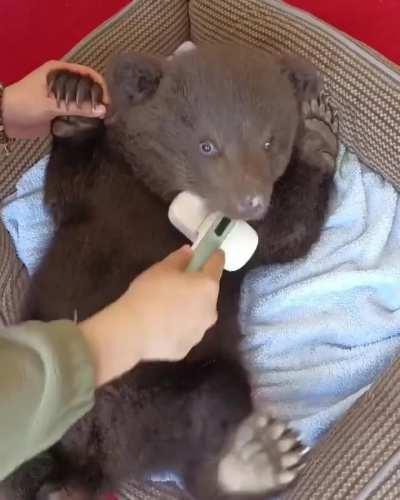 brushing out a baby bear
