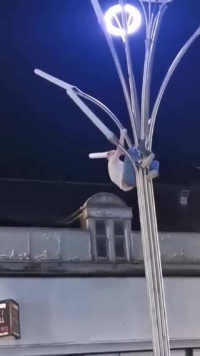 Man scales street light to free seagull