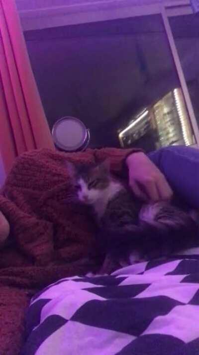 Little Binx’s first night with us after a 7 hour flight from Abu Dhabi