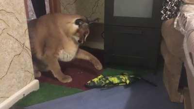 Greggy isn’t a big fan of crocodiles