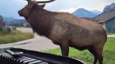 Man has close encounter with Bull Elk while fixing truck In Colorado