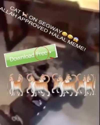 Cat on hoverboard 😱😱😱😱🐫🐫🐫🐫 FUNNY PUNJABI MEME!🤣🤣🐫🐫🕋🕋🐫🐫🐫ماذا تعمل القطه؟😱😱😱🤣🤣🤣🤔🕋🕋