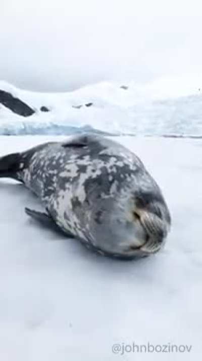 80s synth sounding seal