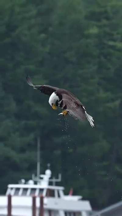 Have you ever seen an eagle grab a fish and eat live in mid