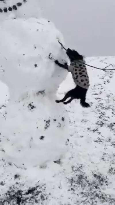 Really wants to play fetch