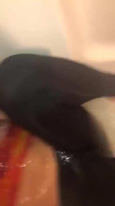 How Do You Bathe Cats? Not Like This. Not Like This...