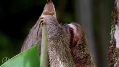 Someone stole his tree!